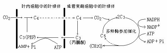 它和卡尔文循环联系在—起.